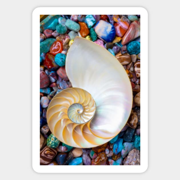 Nautilus Shell On Colorful Stones Sticker by photogarry